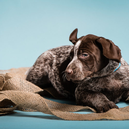 Puppy Love: German Shorthaired Pointers