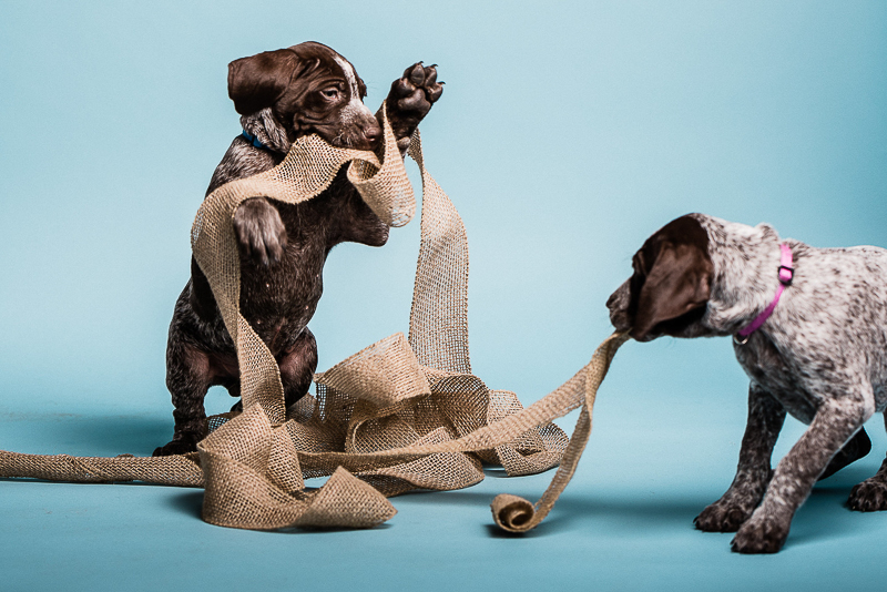 puppies playing with burlap ribbon, ©Sanderson Images, Lancaster, PA
