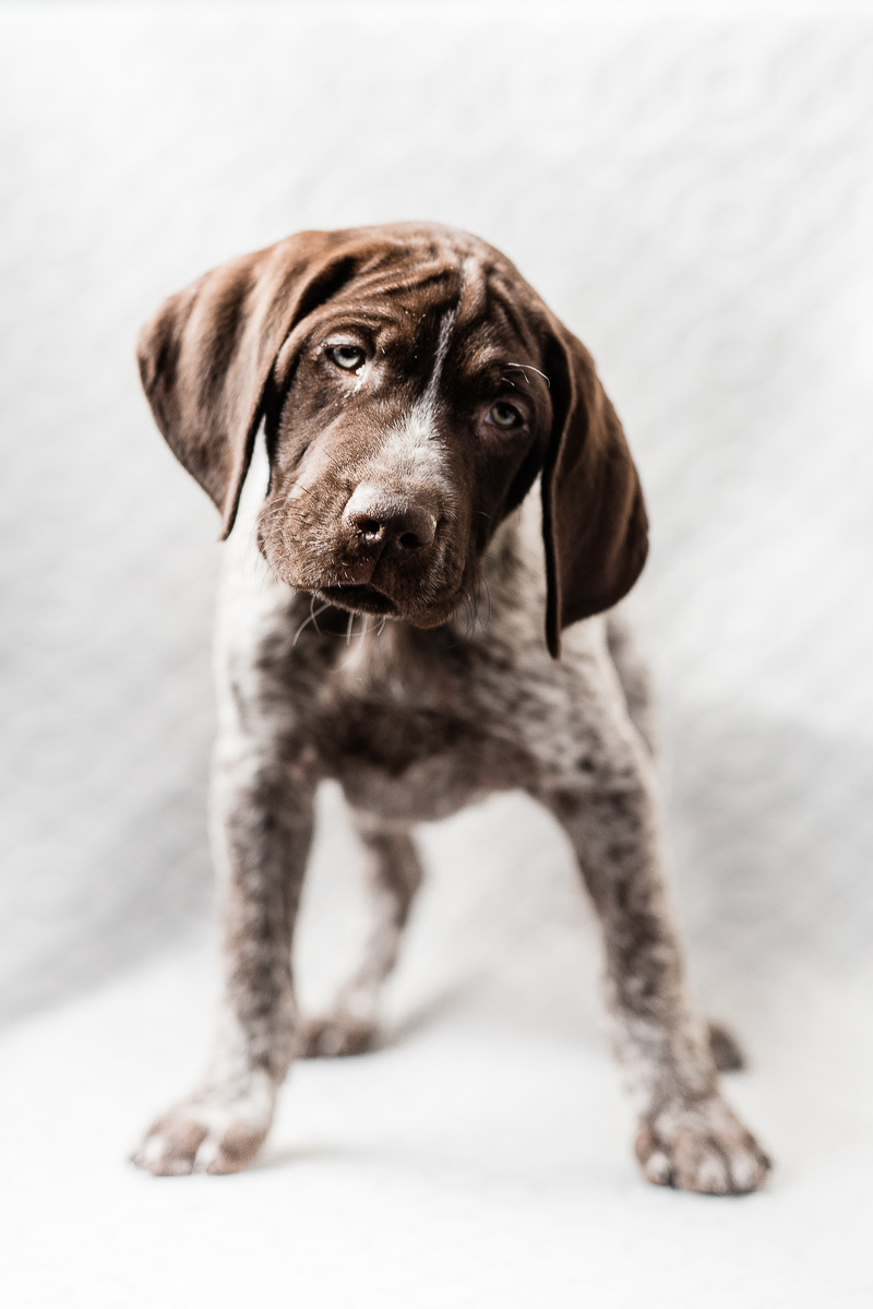 adorable German Shorthaired Pointer | ©Sanderson Images