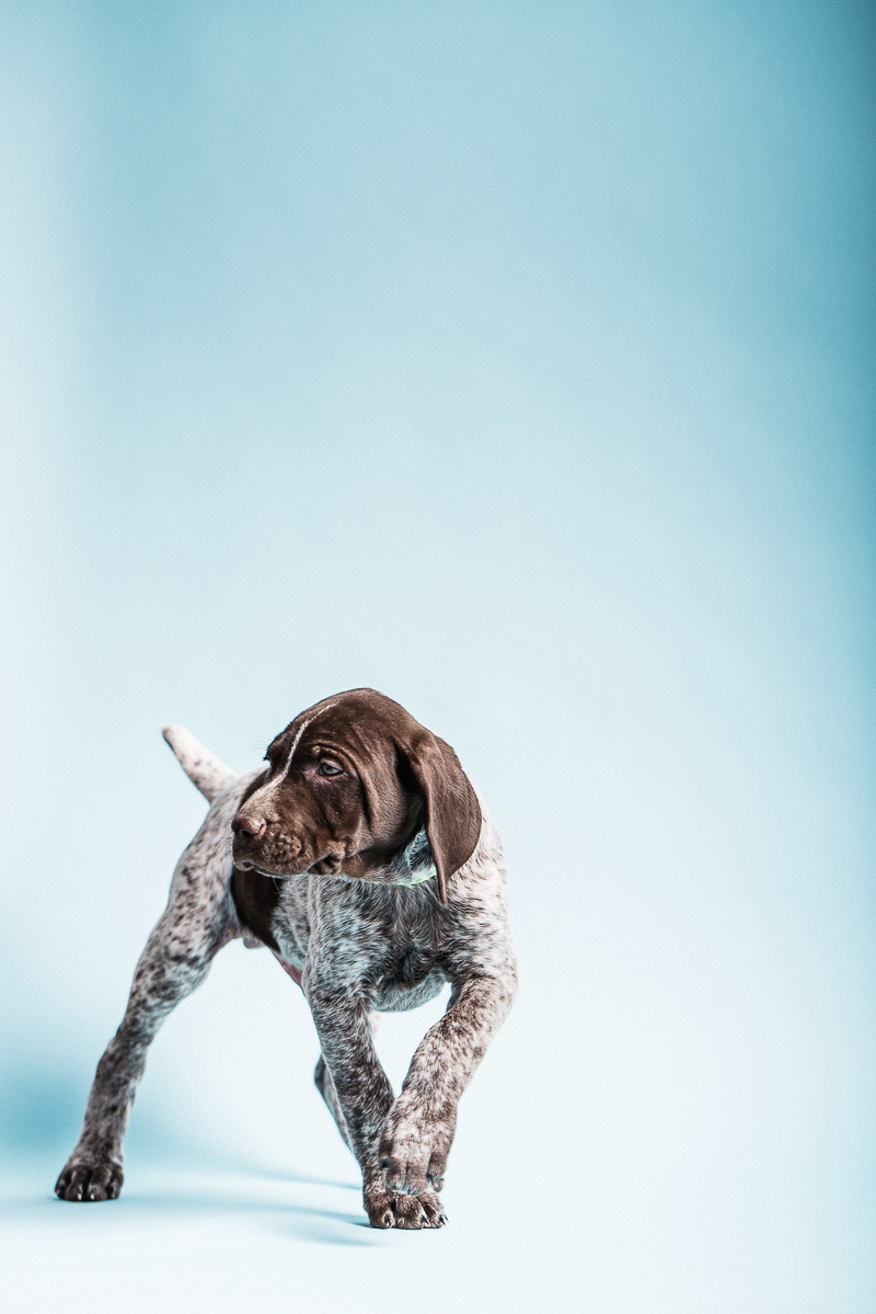 cute German Shorthaired Pointer puppy on blue background, ©Sanderson Images, studio pet photography Lancaster, PA