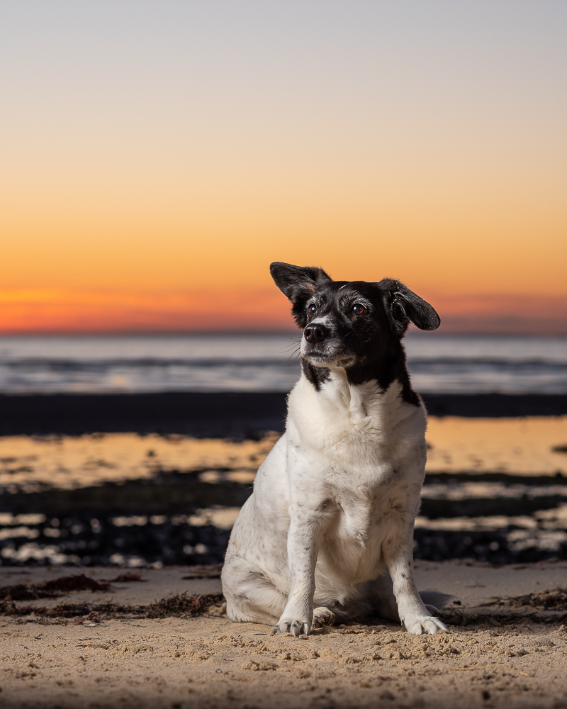 beach dog, on location pet photography ideas, sunrise session | ©Steven Penman Photography, St Leonards, Victoria