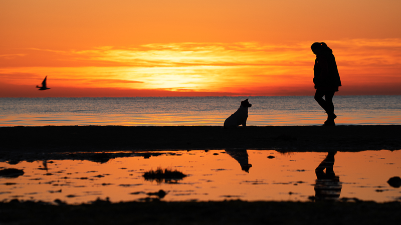 Jack Russell mix at the beach, ©Steven Penman Photography, Ocean Grove, Victoria pet photographer