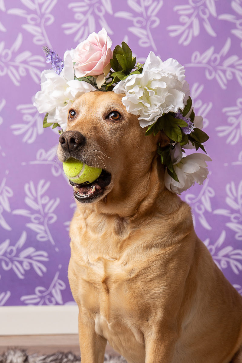 dog holding tennis ball in mouth and wearing floral crown ©Tangled Lilac Photography - studio dog photography