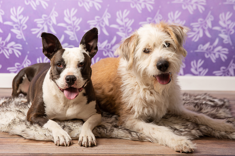 cute dogs, studio pet portraits, Flagstaff, AZ | ©Tangled Lilac Photography 