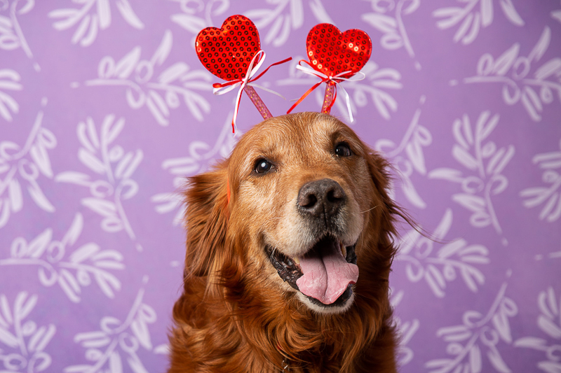 Golden Retriever wearing heart headband | ©Tangled Lilac Photography - Fundraiser portraits for High Country Humane