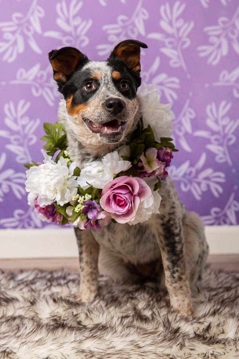 cute cattle dog wearing floral wreath ©Tangled Lilac Photography - studio dog photography fundraiser, Valentails