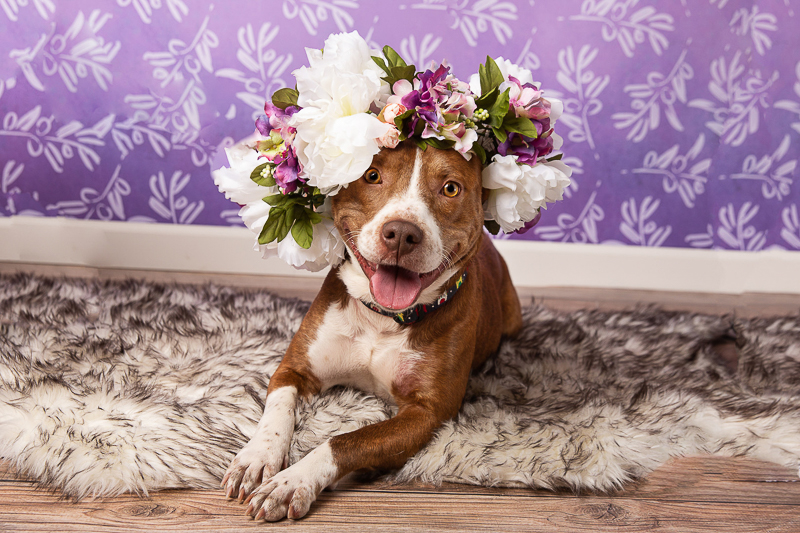 happy Pittie mix wearing floral crown | ©Tangled Lilac Photography - studio dog photography fundraiser, Valen-tail