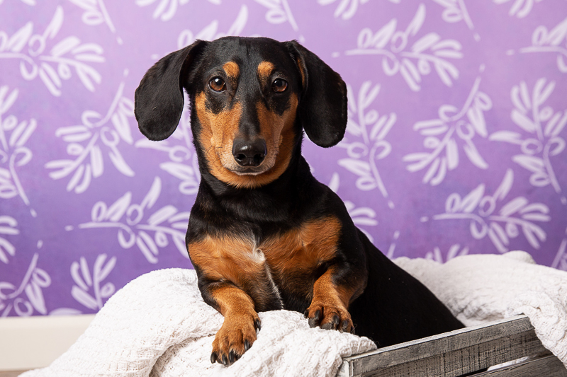 handsome black and tan dachshund, ©Tangled Lilac Photography - studio dog photography fundraiser