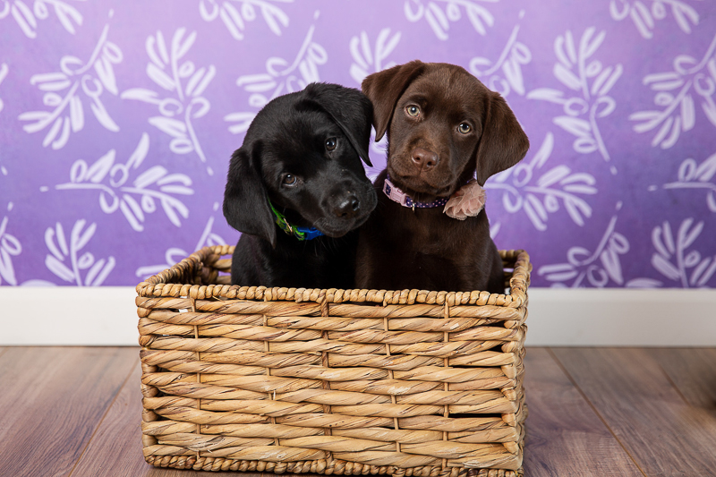 cute black and chocolate lab puppies in a basket, studio pet photography | ©Tangled Lilac Photography 