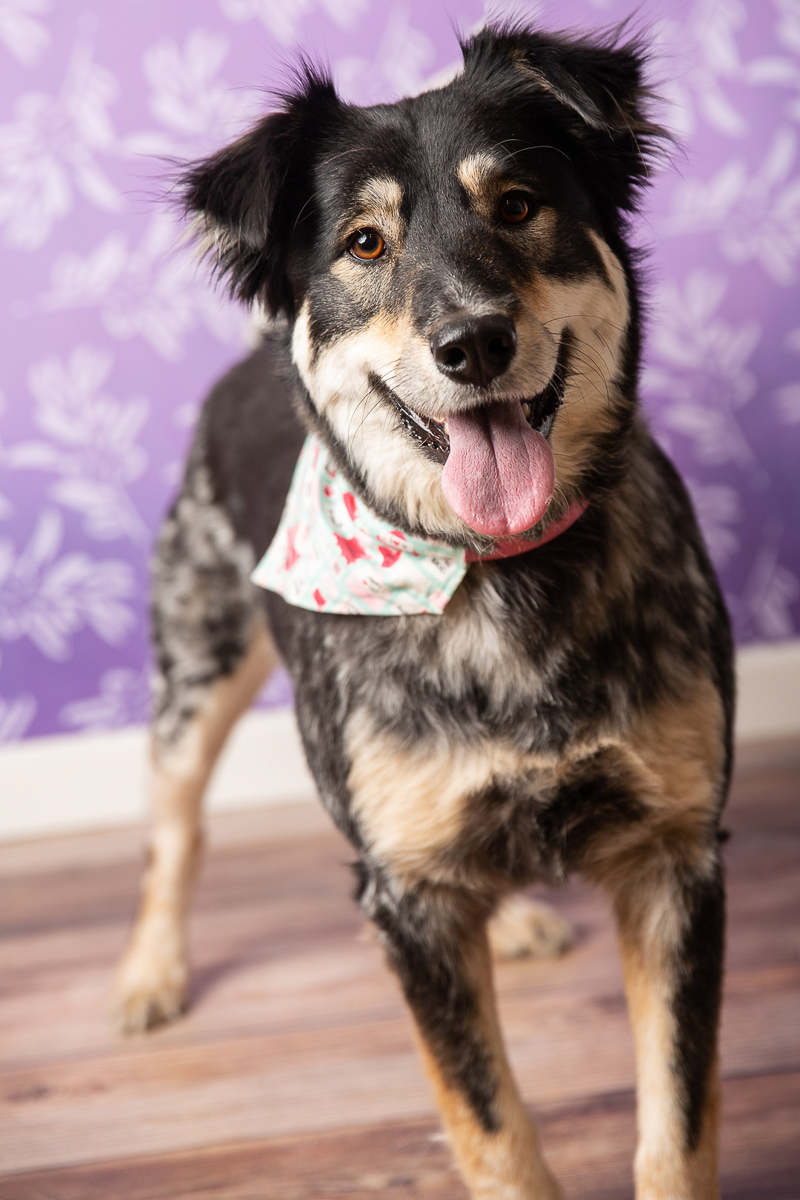 cute mixed breed wearing Valentine's Day bandana | ©Tangled Lilac Photography 