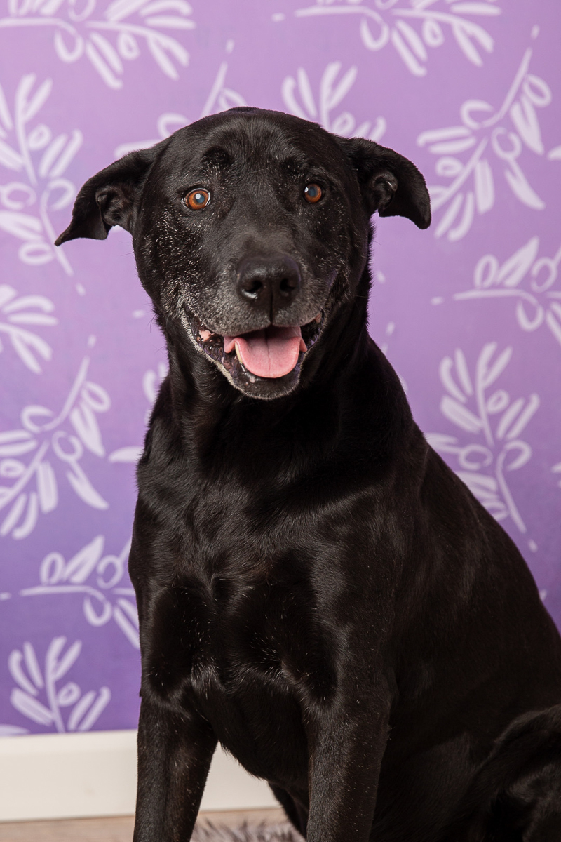 happy black dog, studio dog photography ©Tangled Lilac Photography - Flagstaff, Sedona, Greater Phoenix pet photographer