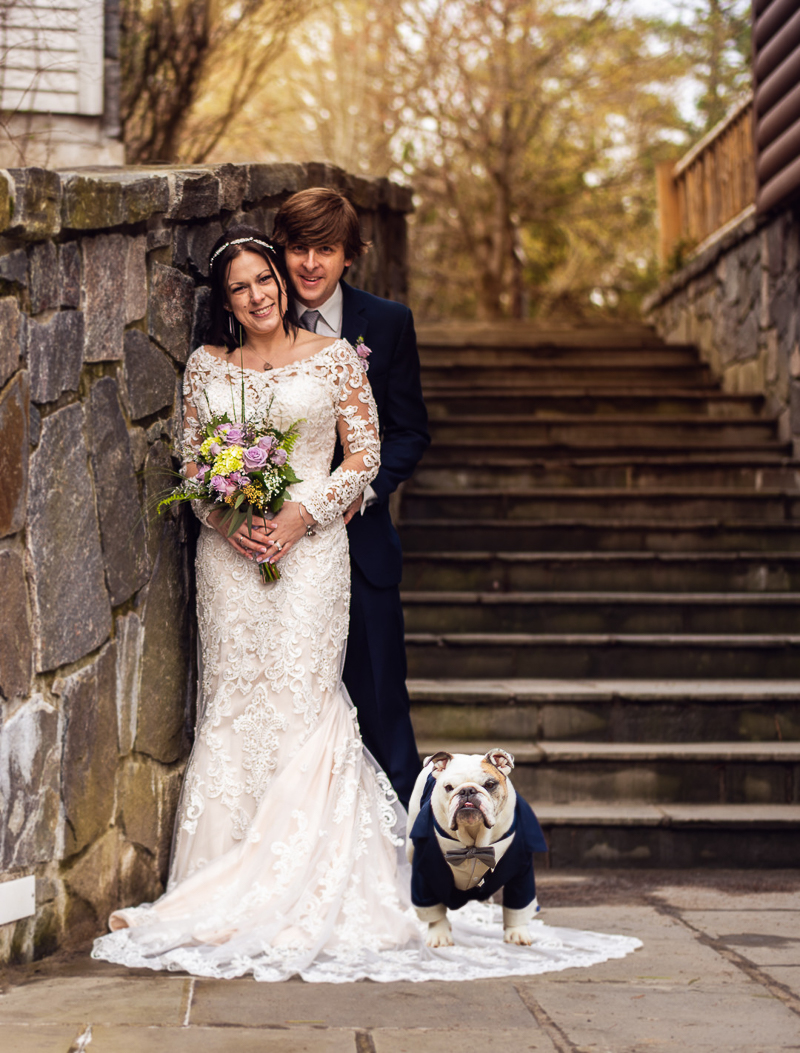 Just married couple and their dog, English Bulldog standing on bride's wedding dress, ©Weddings By Ray