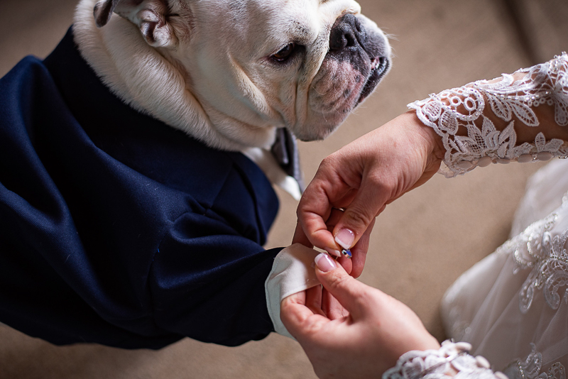 bride putting cufflinks on dog, Best Dog, ©Weddings By Ray Brant Lake wedding photographer