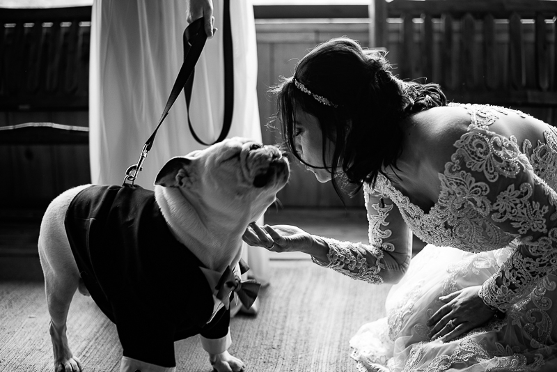 English Bulldog puckering up for a kiss, pet-friendly wedding ©Weddings By Ray