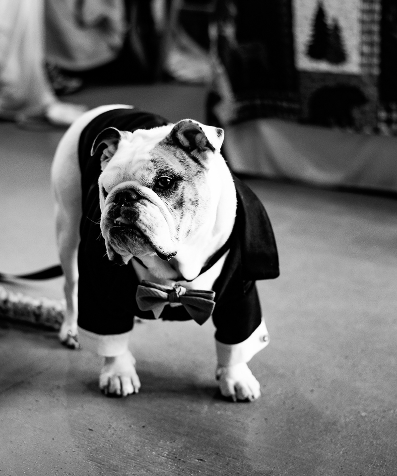 fashionable English Bulldog, dog-friendly wedding ©Weddings By Ray