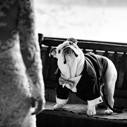 Best (Wedding) Dog:  Xavier the English Bulldog