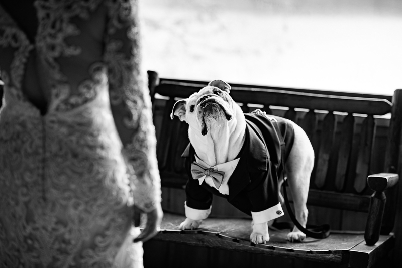 dog in tux looking at bride, including dog in wedding photos, ©Weddings By Ray