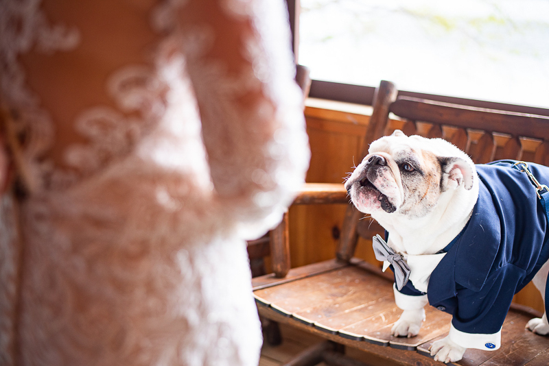English Bulldog on bench, wedding dog | ©Weddings By Ray