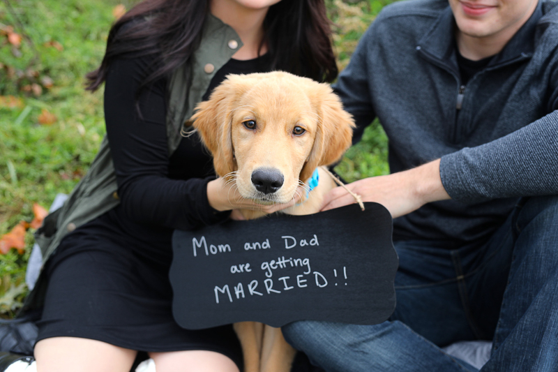 dog-friendly engagement photos with Golden Retriever pup, dog wearing wedding sign, ©Abigail Saalfrank Photography, Fort Wayne, IN dog friendly engagement photos