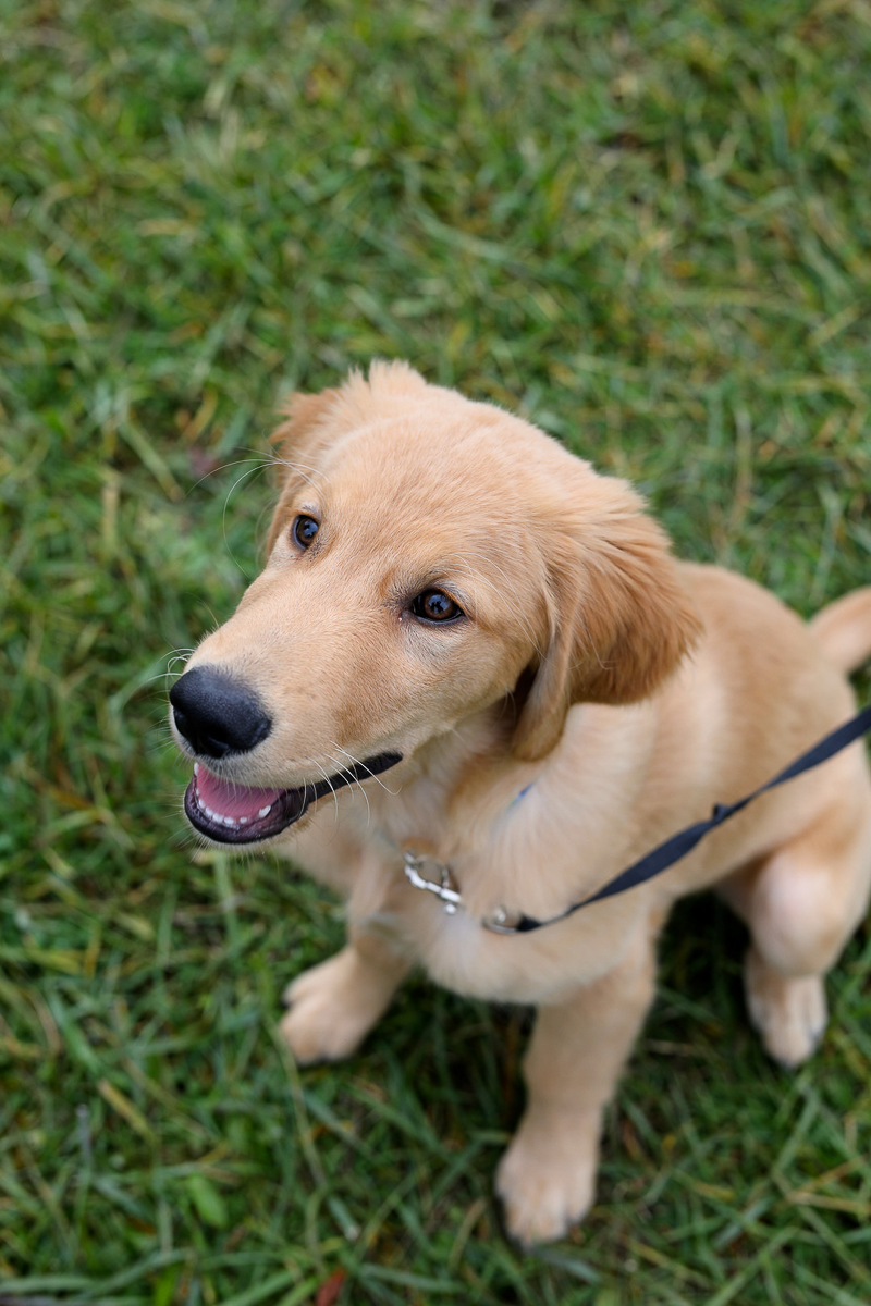 Golden Retriever puppy sitting in grass, lifestyle pet photography ©Abigail Saalfrank Photography, Fort Wayne, IN
