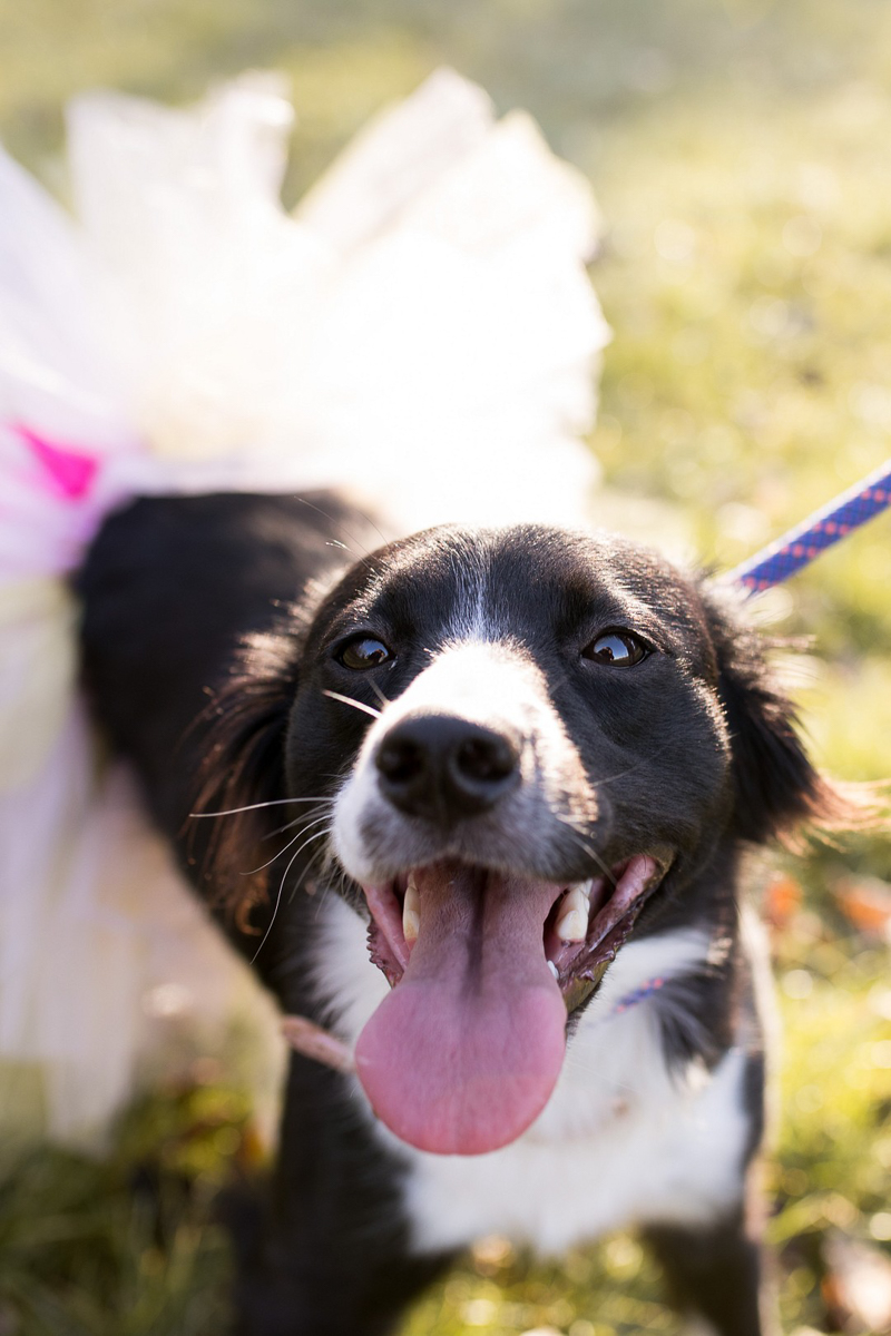 Border Collie in tutu, ©Autumn Howell Photography