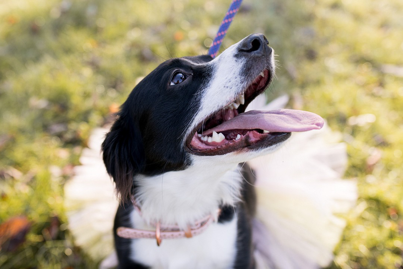 happy dog wearing pink collar and white tutu | ©Autumn Howell Photography, Fort Wayne IN pet photography