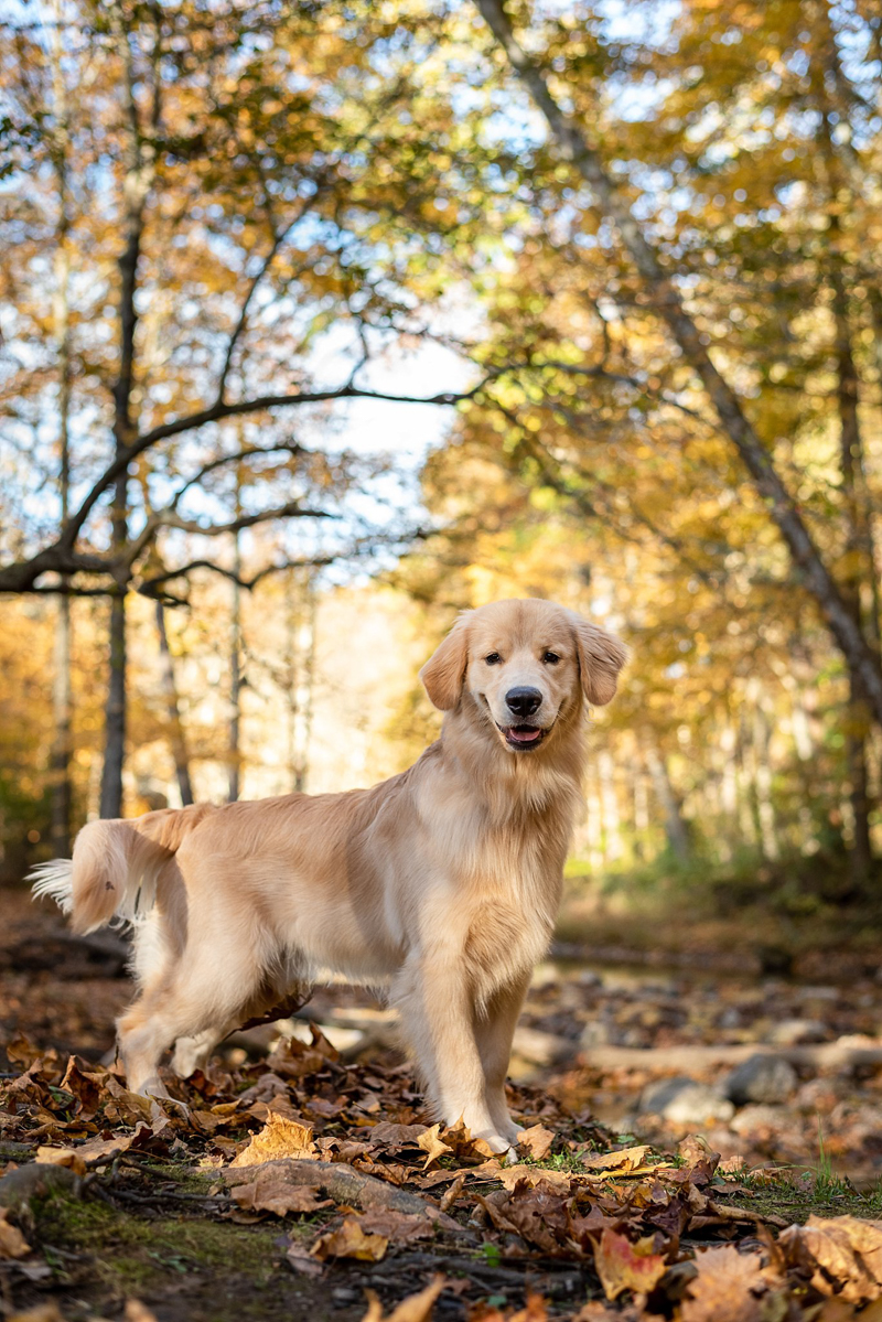 teenage Golden Retriever in the woods, lifestyle dog photography, ©Bark & Gold Photography