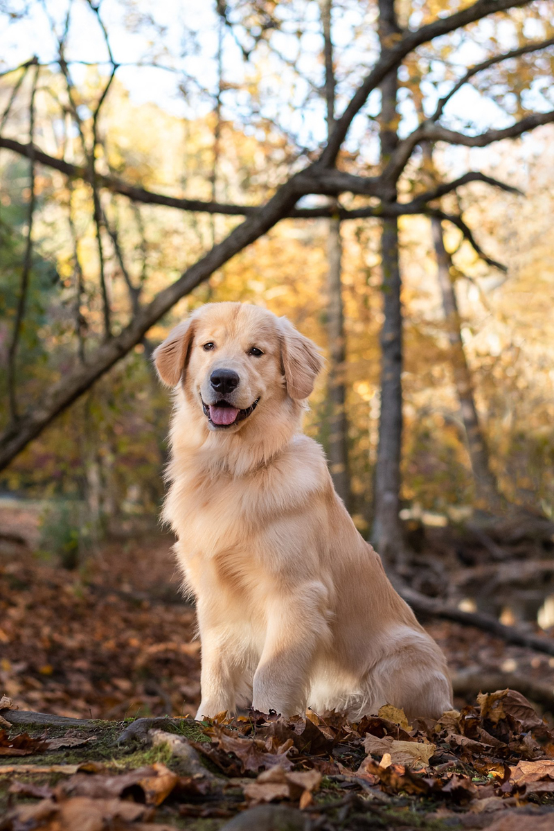 happy Golden Retriever in the woods ©Bark & Gold Photography, Pittsburgh dog photographer