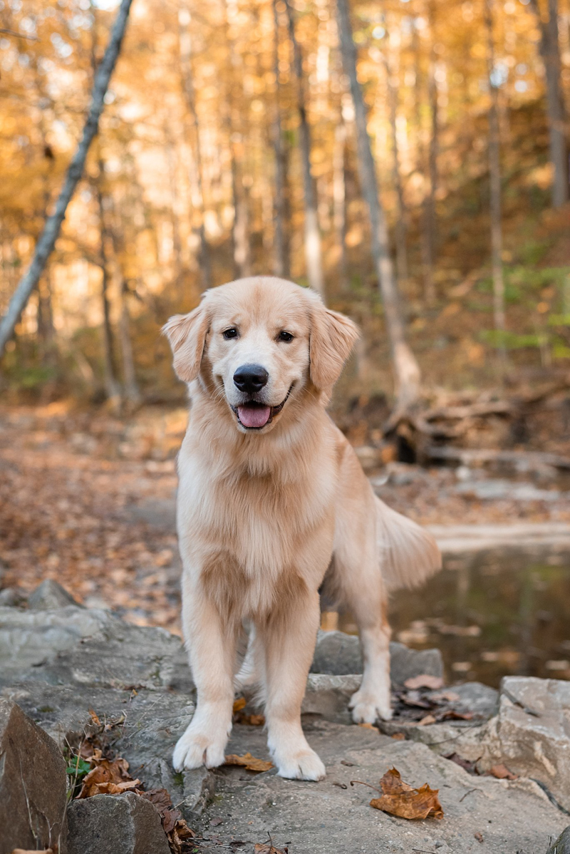 Golden Retriever in the woods, ©Bark & Gold Photography - Pittsburgh lifestyle dog photography 