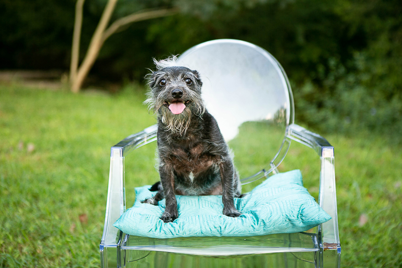cute Chinese Crested mixed breed on chair outside,, lifestyle pet photography, ©Mandy Whitley Photography | Nashville