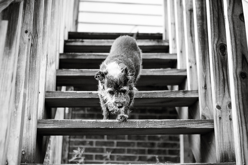 sweet senior dog going down the stairs, Chinese Crested mixed breed pup, ©Mandy Whitley Photography