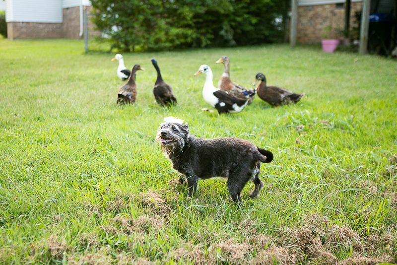 lifestyle pet photography, mixed breed dog and ducks, ©Mandy Whitley Photography | Nashville Pet Photographer