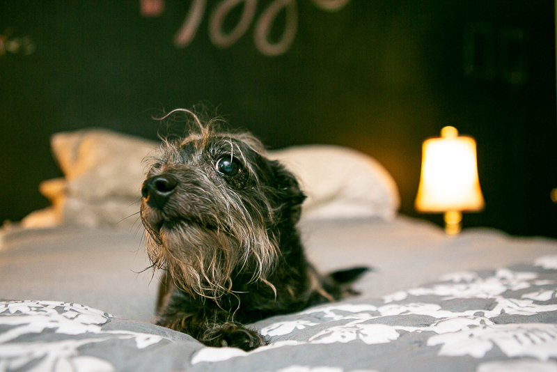 cute senior mutt on bed, lifestyle pet portraits, ©Mandy Whitley Photography 