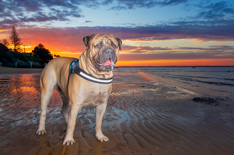 handsome Bullmastiff on the beach at sunset | ©Island Paw Prints | lifestyle dog photography, Phillip Island