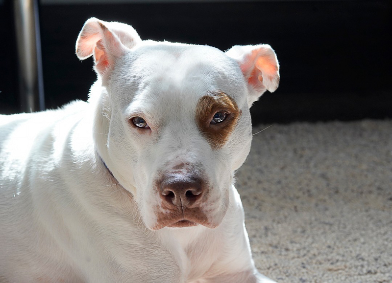 white and brown pit bull type dog, cherished pet | ©Capture Wonder Photography, Atlanta, GA