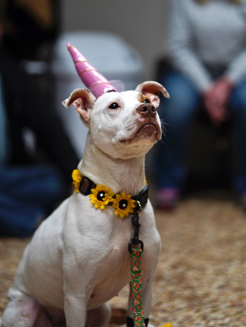 © Capture Wonder Photography - lifestyle dog photography, unicorn hat for a dog
