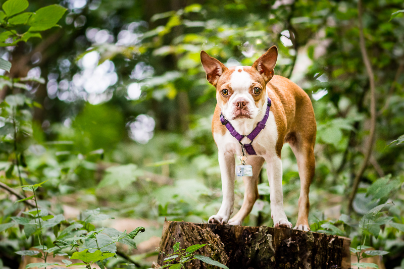 cute puppy on stump, ©Beth Photography, Ontario | lifestyle pet photographer