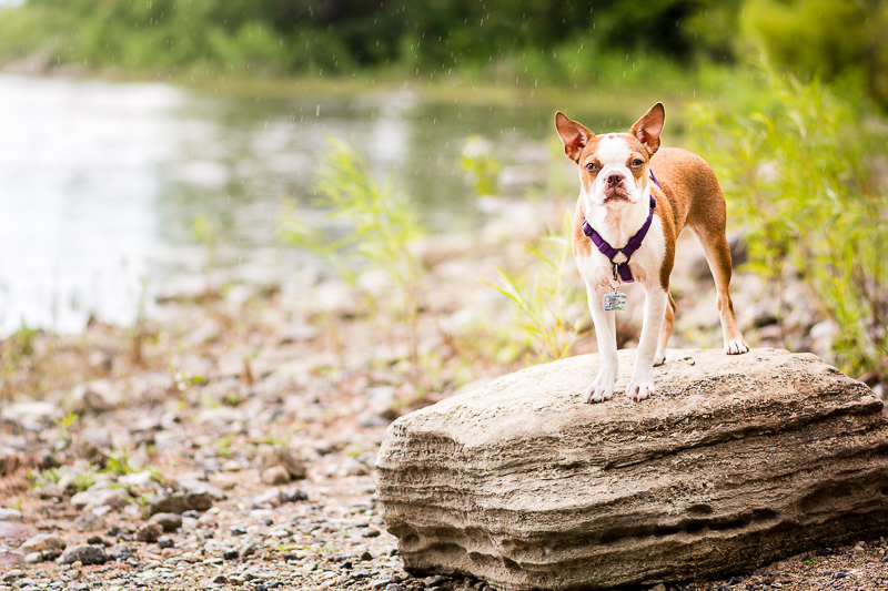 dog standing on rock by water, lifestyle dog photography ©Beth Photography, Ontario | lifestyle pet portraits