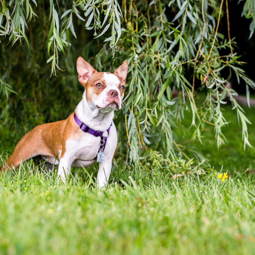 Phoebe the Boston Terrier | Ontario Pet Photography