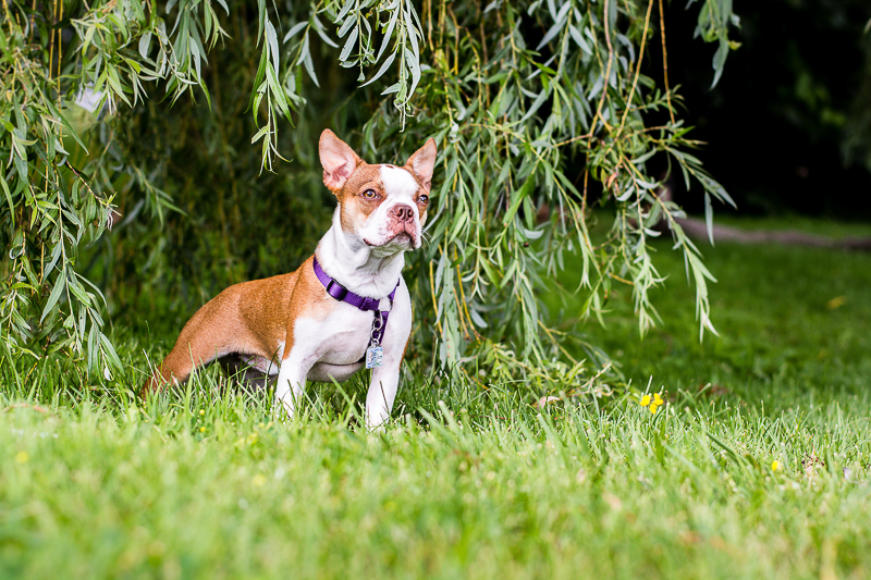 Boston Terrier puppy under willow tree, lifestyle pet photographer | ©Beth Photography, Ontario