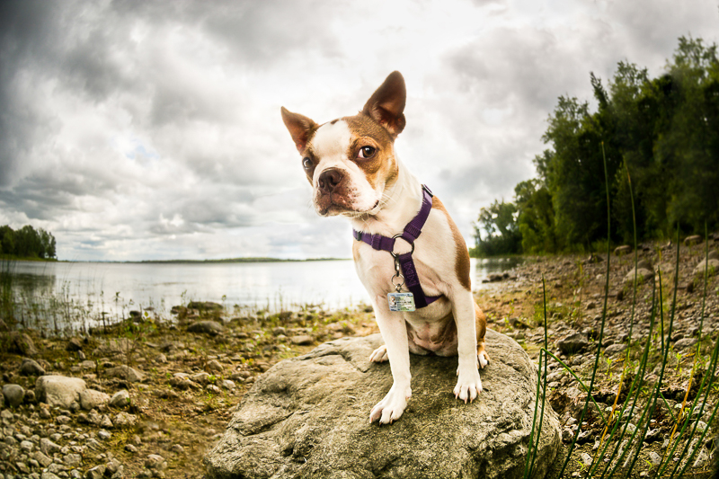Boston Terrier giving side eye | ©Beth Photography, pet photographer serving Ottawa to Cornwall