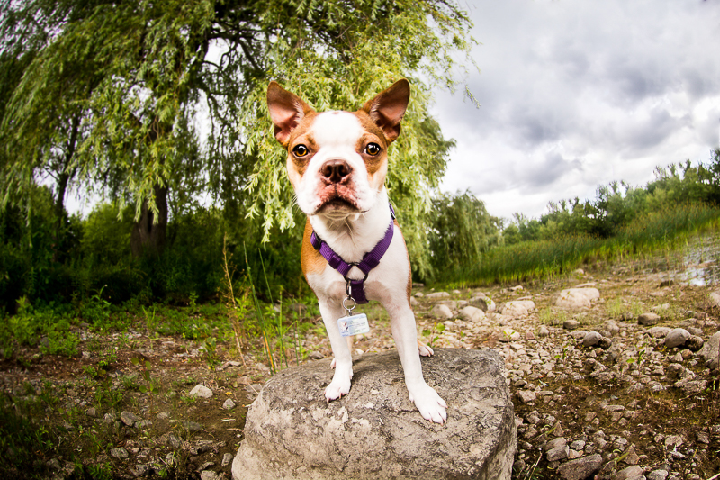 Boston Terrier standing on a rock, summer lifestyle pet portraits | ©Beth Photography, pet photographer serving Ottawa to Cornwall