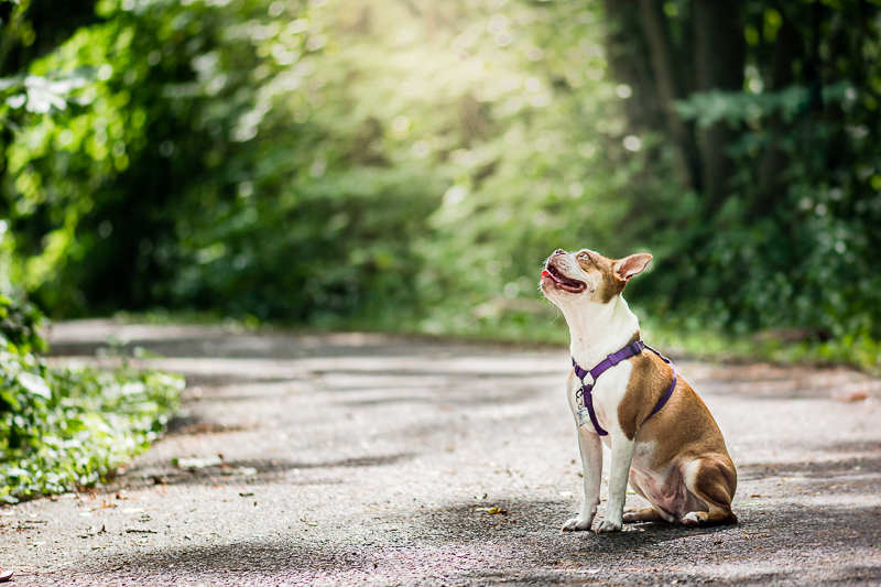 happy dog, lifestyle pet photography | ©Beth Photography, Ontario | lifestyle pet portraits