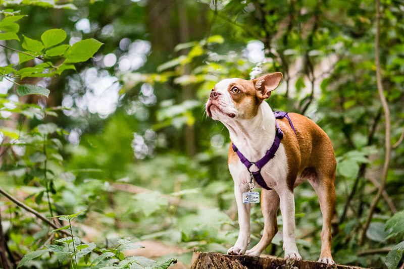 cute Boston Terrier standing on stump, lifestyle pet portraits | ©Beth Photography