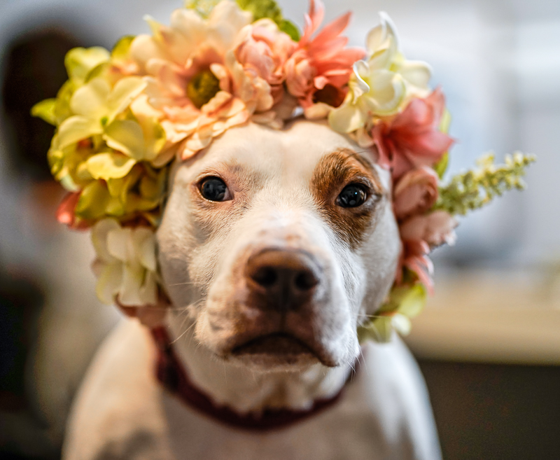 pit bull mix wearing floral crown, ©Capture Wonder Photography, Atlanta, GA