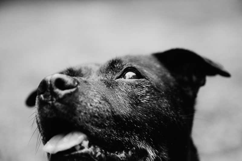 black and white dog portraits, Staffordshire terrier | ©Erin Cruise Photography Fairfax VA lifestyle dog portraits