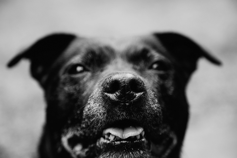 black and white dog portraits, Staffordshire terrier, | ©Erin Cruise Photography VA lifestyle pet portraits
