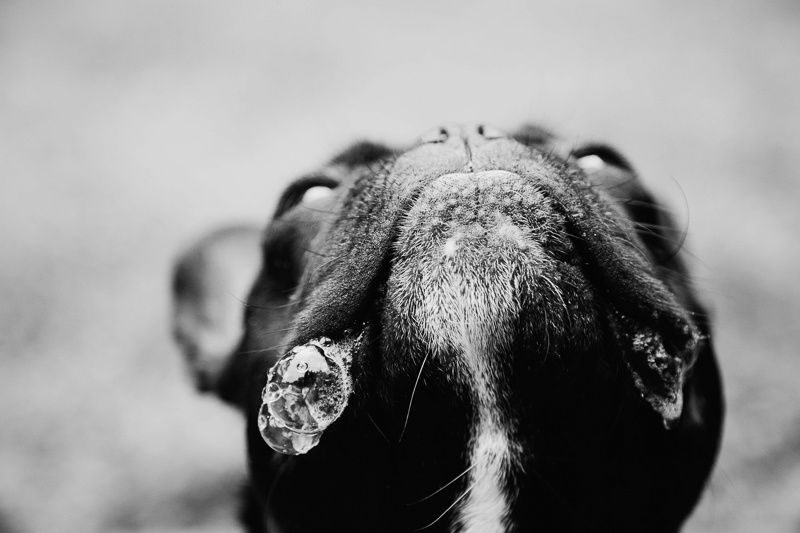 black and white pet portraits, dog drool, ©Erin Cruise Photography VA lifestyle pet portraits