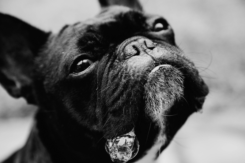French Bulldog blowing bubbles, ©Erin Cruise Photography - Fairfax dog photographer