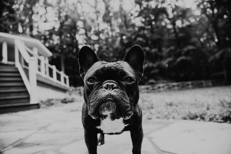 French bulldog, Fairfax VA lifestyle dog photography ©Erin Cruise Photography